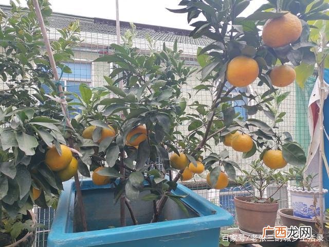家中为何没有适宜的环境 家中为何不能种橘子树