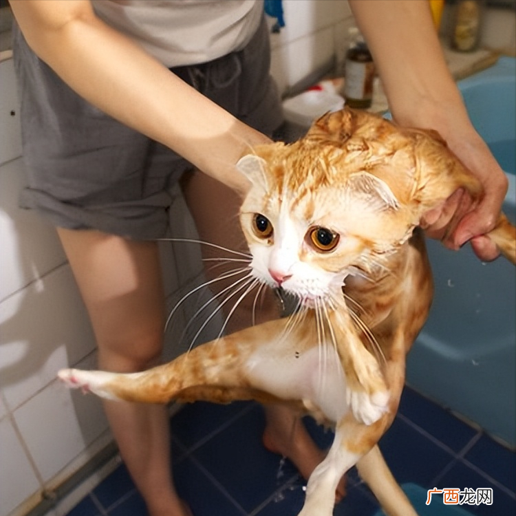 宠物猫咪一年不洗澡都行真的吗 猫咪多久洗一次澡正常