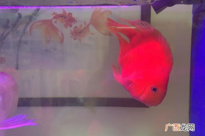 头朝下老在一个地方呆解决方法 鹦鹉鱼头朝下怎么回事