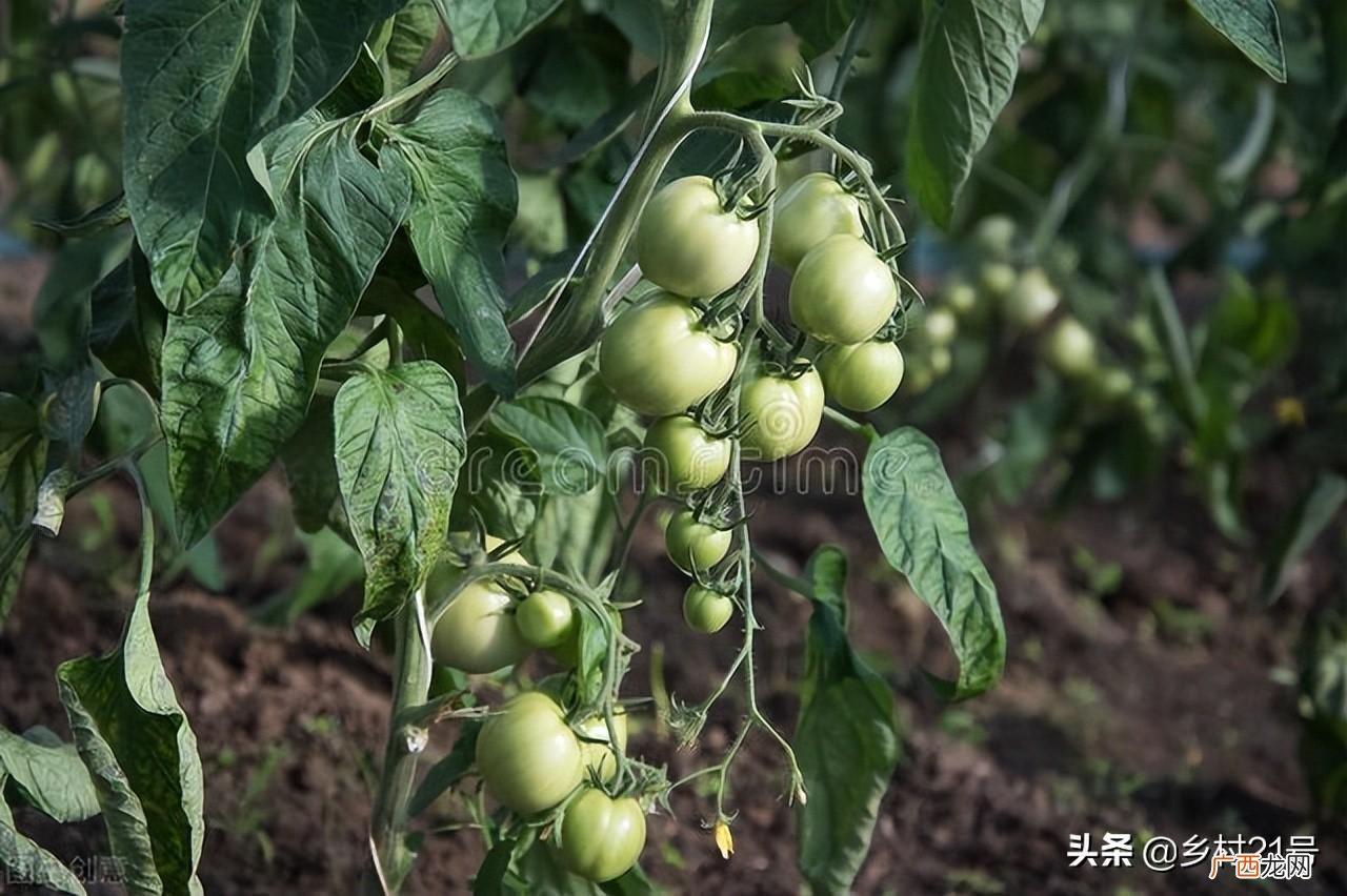 这七点浇水诀窍要掌握 番茄浇水的正确方法