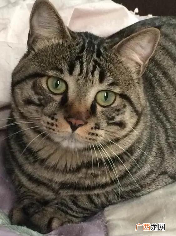 十大名猫排行榜图片 猫的品种及价格排行便宜点