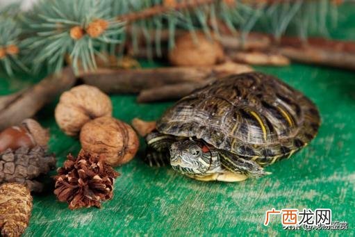 乌龟吃啥，喂食乌龟的方法 乌龟吃什么食物?