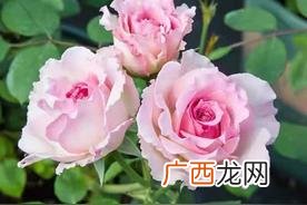 罗衣月季优缺点及特点介绍图片
