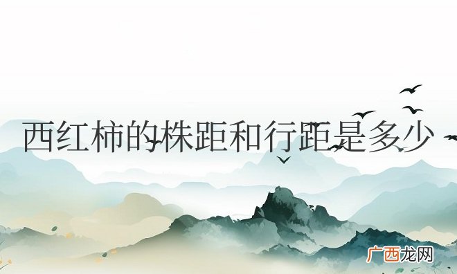 西红柿的株距和行距是多少厘米