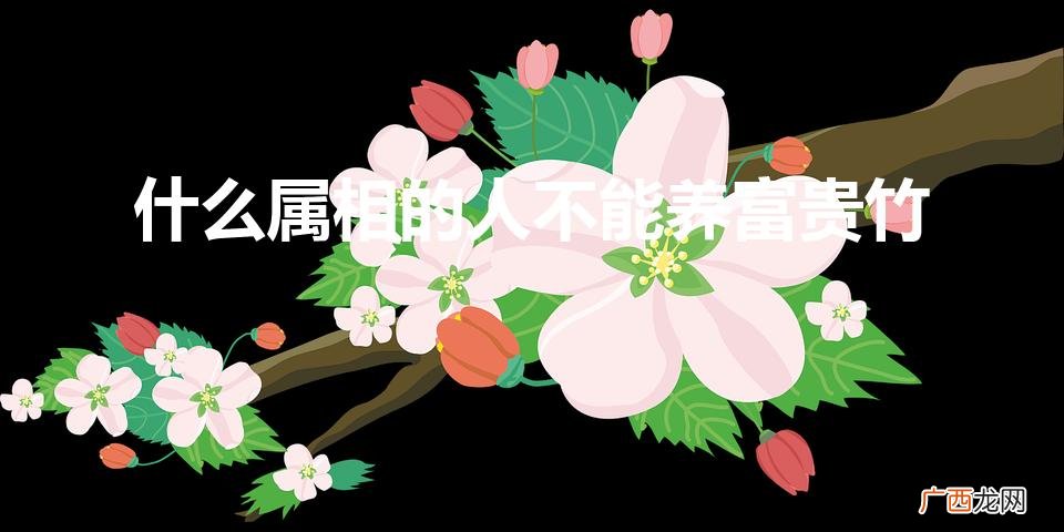 富贵竹养1一10支各代表什么 什么属相的人不能养富贵竹
