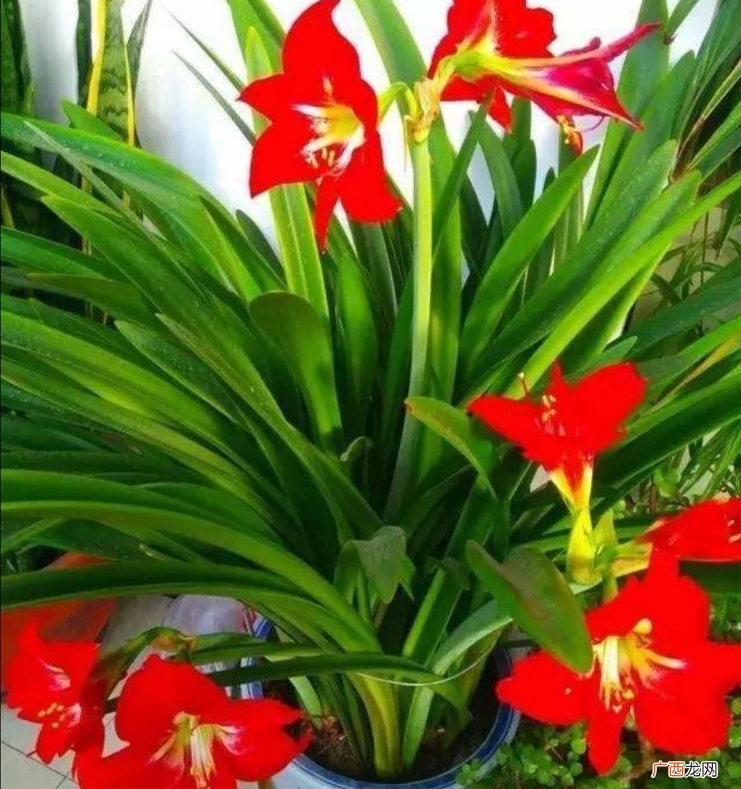 朱顶红一年开几次花有毒吗 朱顶红一年开几次花