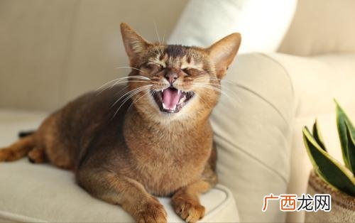 古埃及神猫后代，到底什么来头? 阿比西尼亚猫多少钱