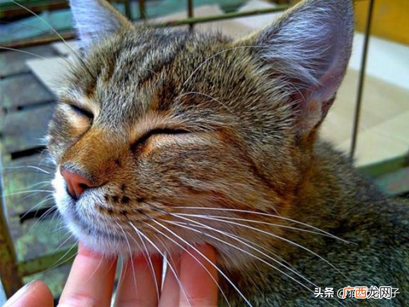 猫咪发出呼噜声的3个原因 猫咪呼噜呼噜是什么意思