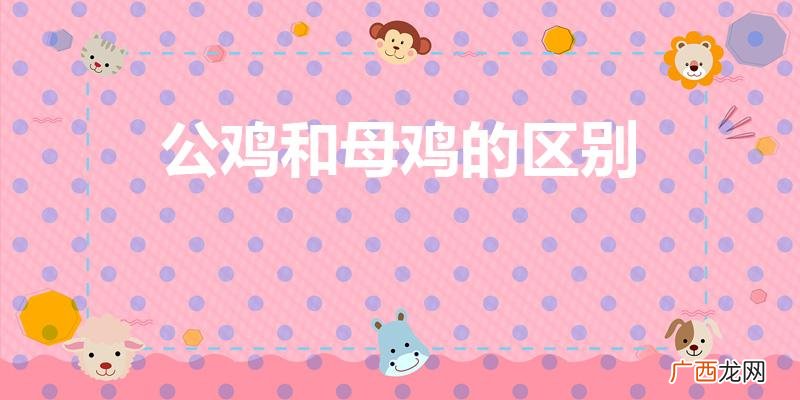 怎样区分母鸡和公鸡 公鸡和母鸡的区别
