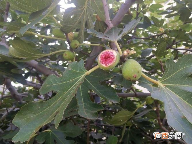无花果的花为什么会在果实的内部 无花果的花在果实的内部还是外部