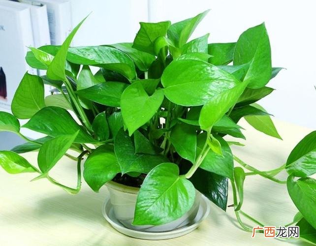 应该如何给绿箩提供适宜的光照 绿箩怎么养殖旺盛