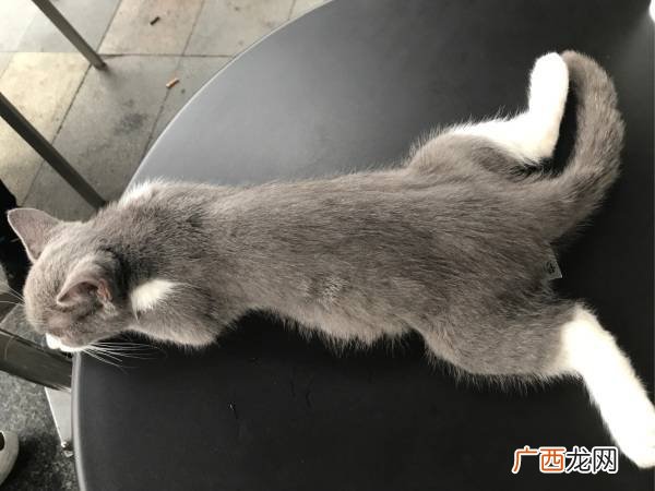 什么是猫后腿无力 猫后腿无力是猫瘟
