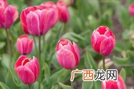 郁金香花语含义介绍 郁金香代表的寓意