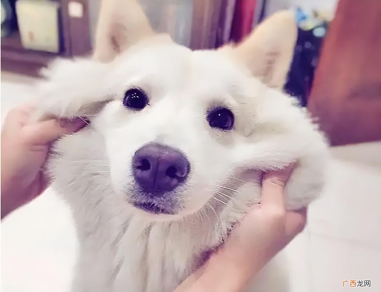 狗狗为什么喜欢假咬主人 狗狗讨厌主人的表现