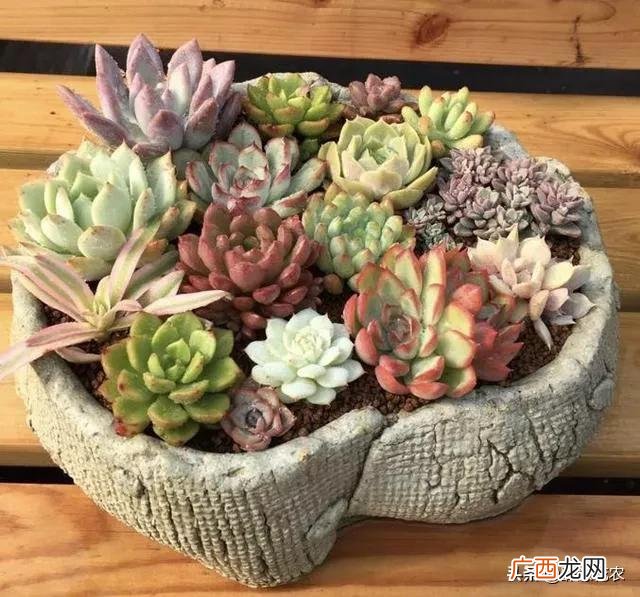 新手刚买回来多肉养护要点 刚买的多肉怎么种植步骤