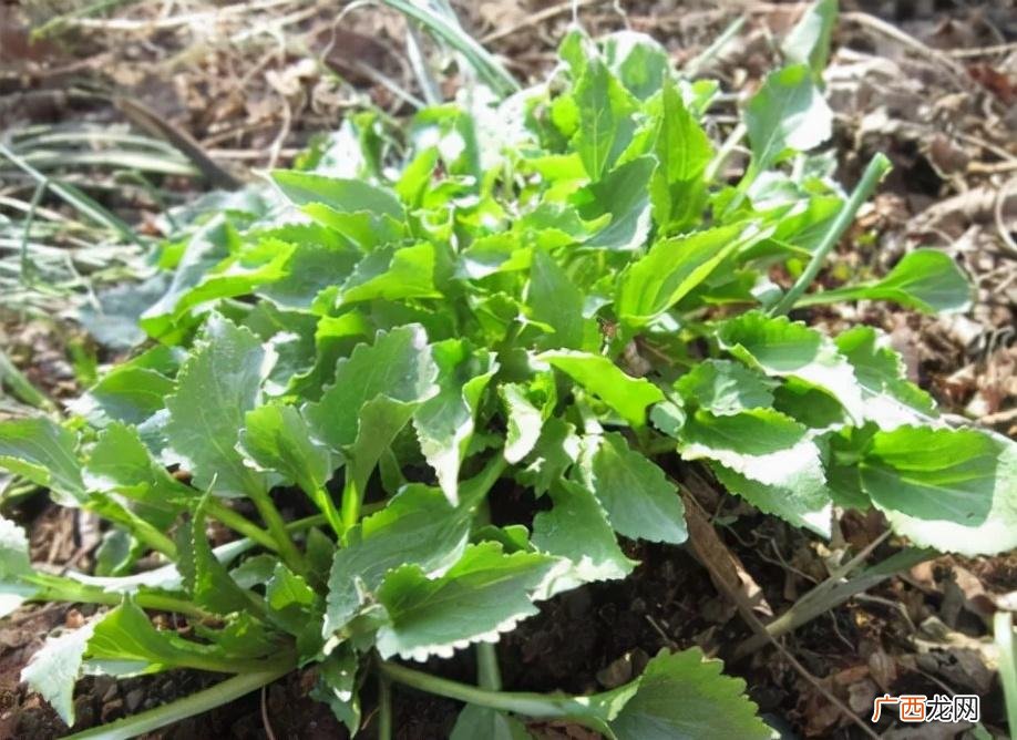 常见也常吃的6种山野菜品种 东北的山野菜有哪些名字
