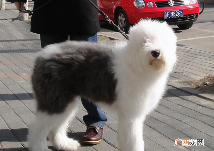 古牧犬的价格区间是多少 古牧犬多少钱一只?
