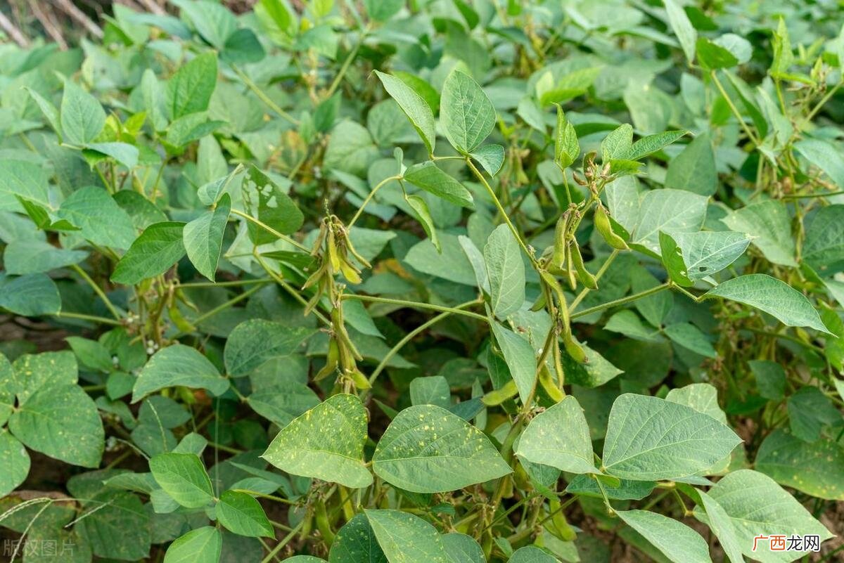 高产大豆品种排名前十有哪些 高产大豆品种排名