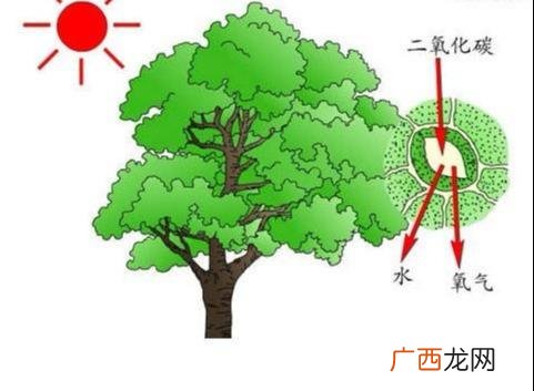 光合作用的概念及过程 光合作用的化学方程式