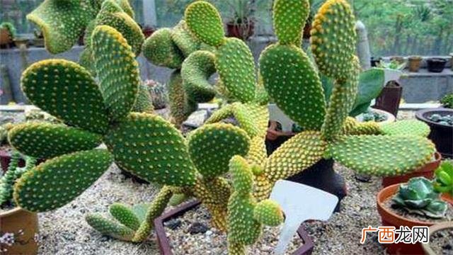 一般家里养什么植物不吉利 家里养仙人掌好不好
