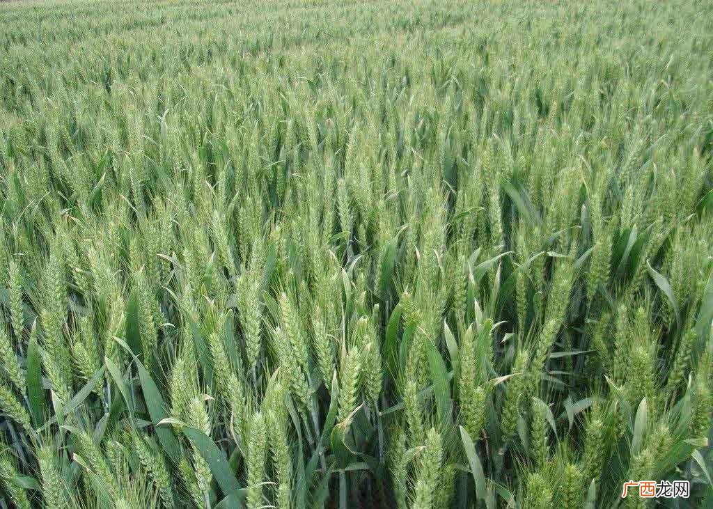 小麦品种改良的必然性 目前最好的小麦品种