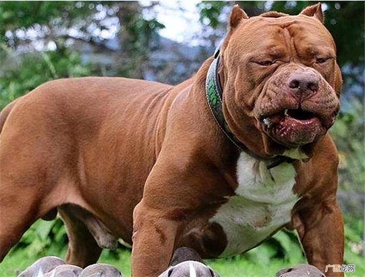 七种常见的斗犬品种名字及图片 常见斗犬有哪些品种