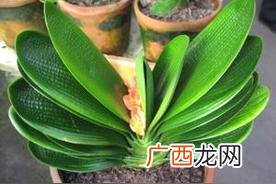 君子兰的样子,颜色,气味,作用,其它简单描述
