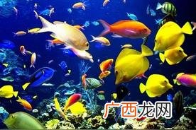 金鱼尾巴的样子描写 金鱼的尾巴像什么东西