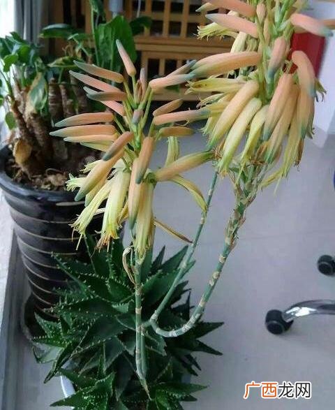 芦荟开花预示着什么兆头 芦荟开花是吉是凶
