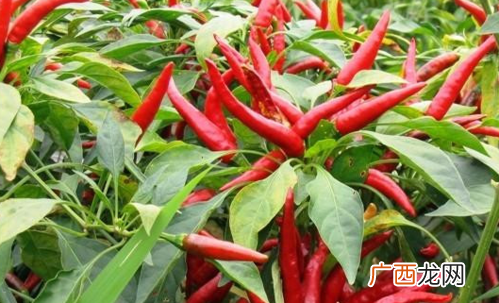 我该如何准备朝天椒种子 朝天椒种子怎么种植方法