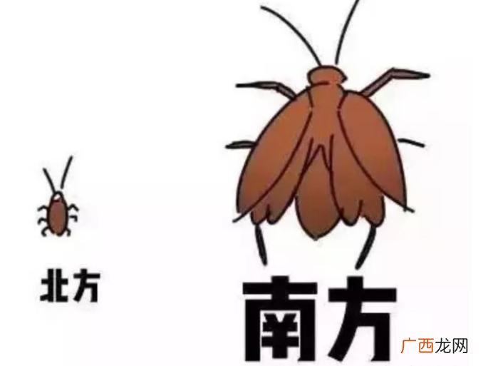 南方和北方蟑螂对比哪个更可怕 南方蟑螂有多大