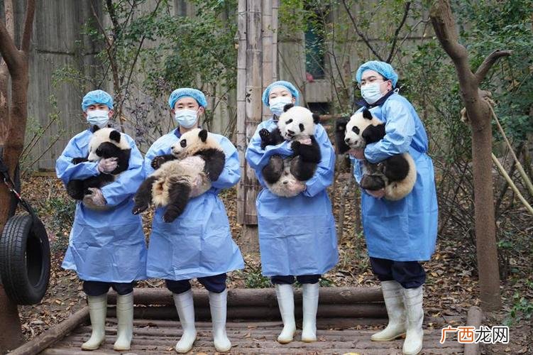 熊猫饲养员的工资是多少 熊猫饲养员工资高吗
