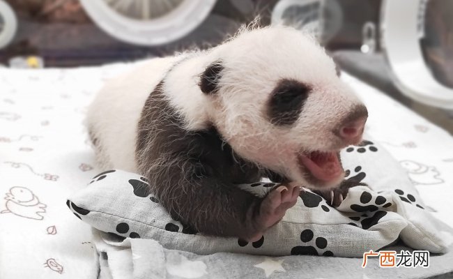 旅俄大熊猫丁丁幼崽睁开眼睛了吗