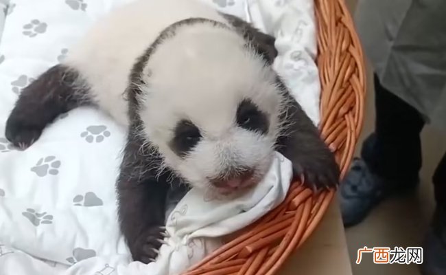 旅俄大熊猫丁丁幼崽睁开眼睛了吗