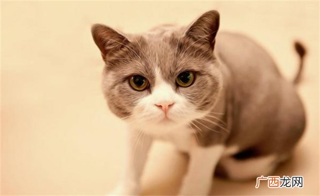 梦见自己的猫是什么预兆 梦见自己的宠物猫