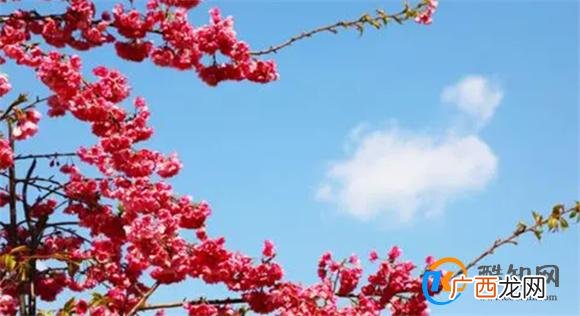 樱花的花语是什么 中国樱花的寓意和象征_酷知科普