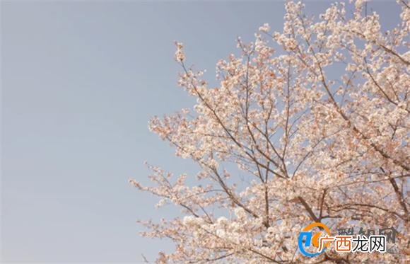 樱花的花语是什么 中国樱花的寓意和象征_酷知科普