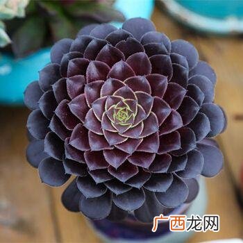 一年变成伪老桩的养护技巧 法师多肉养殖方法和注意事项