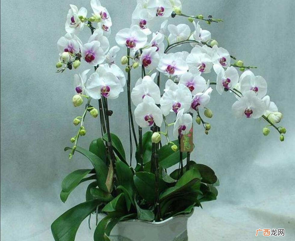 蝴蝶兰为什么在夜间开花 蝴蝶兰一天中几点开花