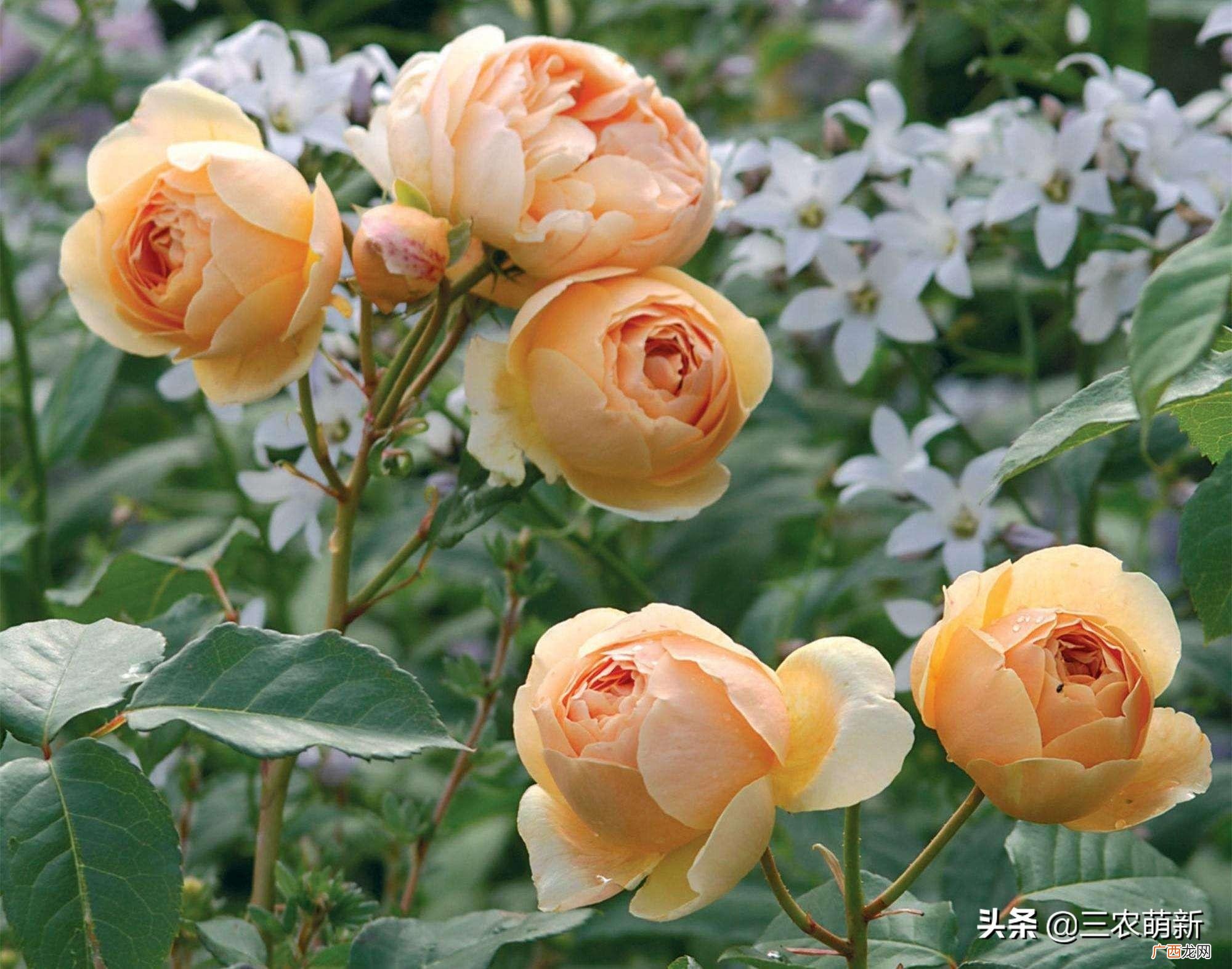 蜂蜜焦糖抗病性强花期长 蜂蜜焦糖月季优缺点及特点介绍