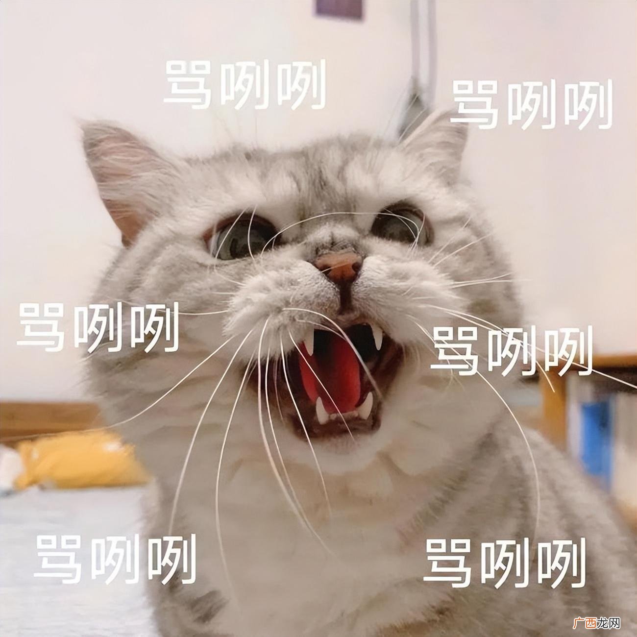 猫老是嗷呜嗷呜叫是为啥 母猫一直叫个不停是怎么回事