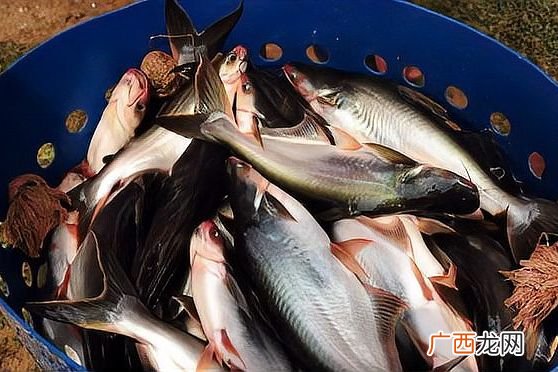 巴沙鱼禁止食用人群 巴沙鱼什么人不适合吃