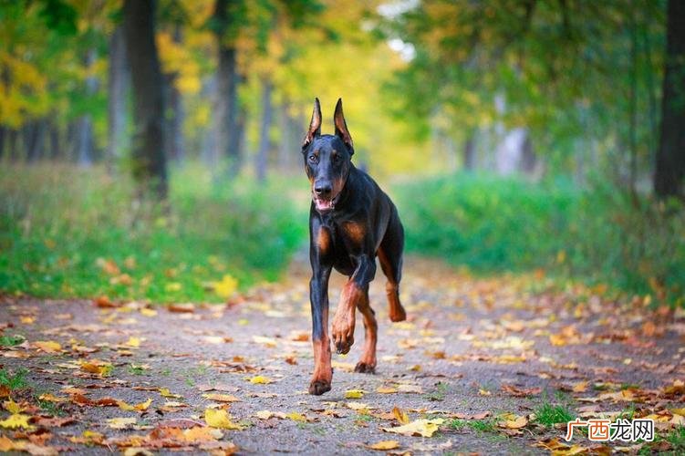 杜宾犬的价格范围是多少 一条杜宾犬要多少钱