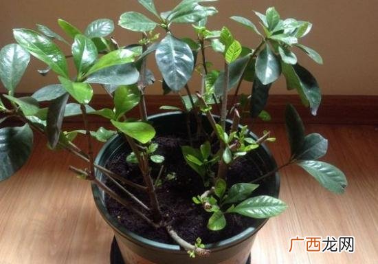 什么时候是最佳的栀子花修剪时间 栀子花修剪时间和方法