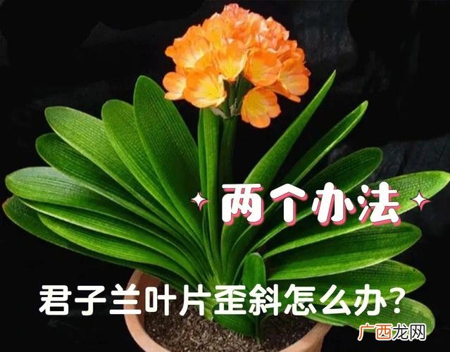 为什么我的君子兰叶片会歪斜 君子兰叶片歪斜严重怎么纠正