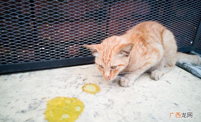 猫为什么会吐水 猫吐水了是什么原因