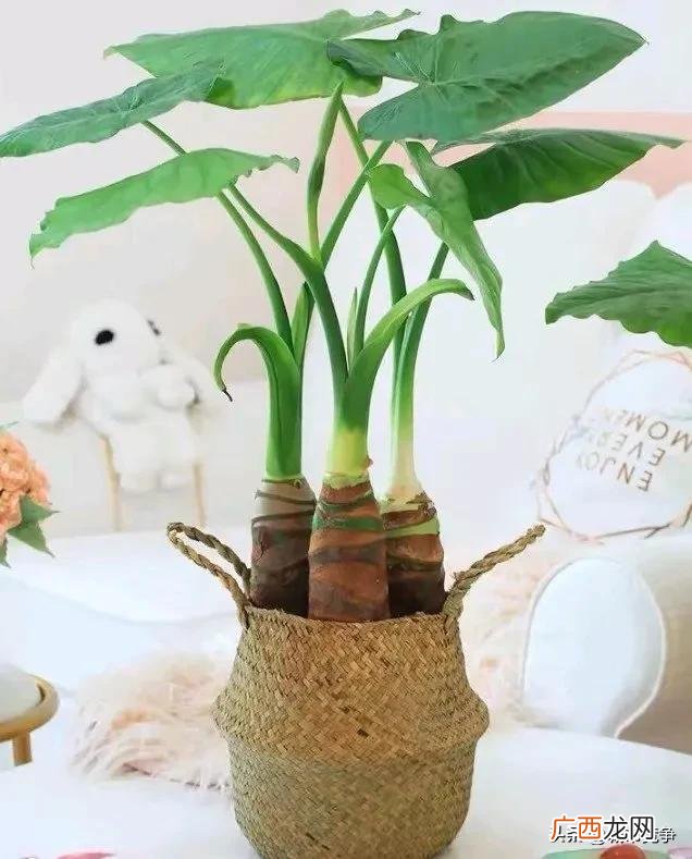 10种招鬼的花 世界十大最毒的花