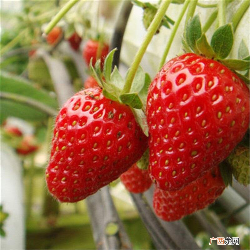 草莓品种排名前十 什么品种草莓最好吃又甜
