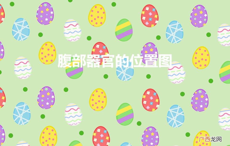 腹部器官的位置图（腹部器官的位置图高清)
