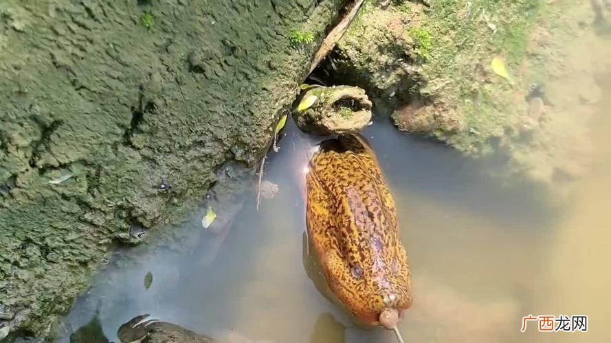 白天钓黄鳝教程 钓黄鳝的技巧和方法